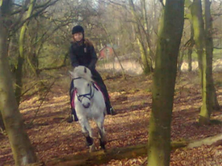 Connemara Golden Balou - vi tager lige et lille spring.:} billede 2