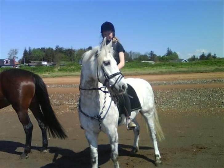 Connemara Golden Balou - wii, på stranden.:} billede 3