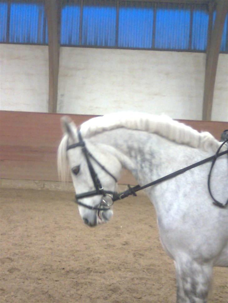 Connemara Golden Balou - på banen:} billede 4