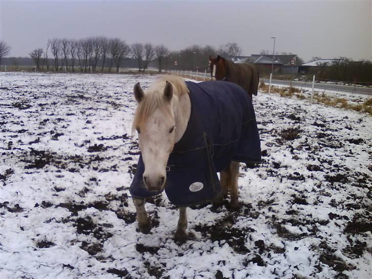 Connemara Golden Balou - i sneen billede 5