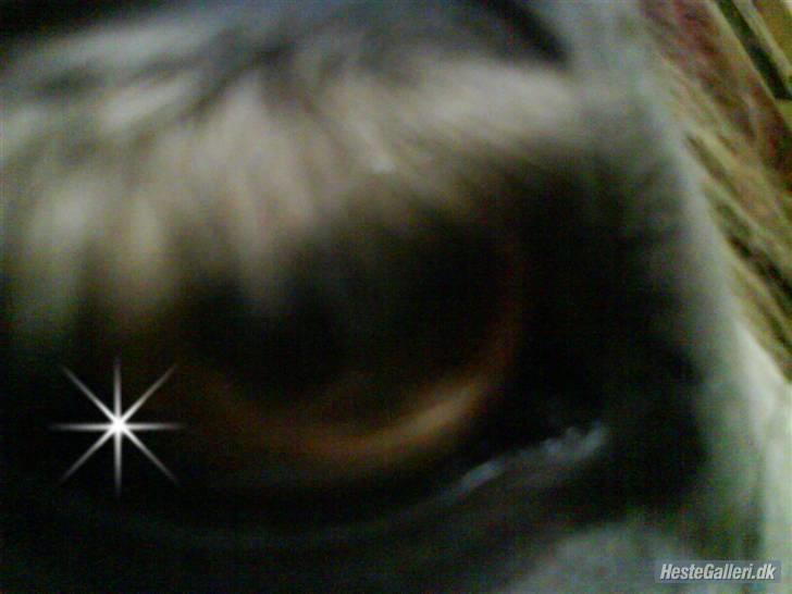 Connemara Golden Balou - balles øje:} billede 6