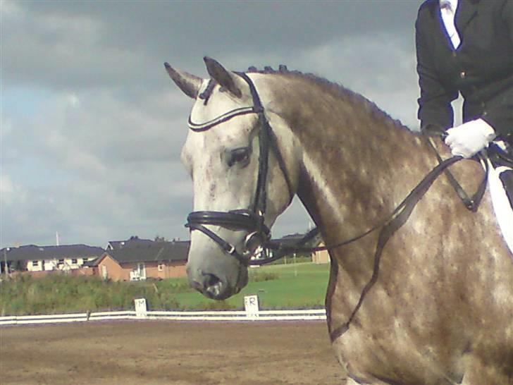 Trakehner Hero<3  - ***+++***++**velkommen til Hero´s profil***++***++** billede 1