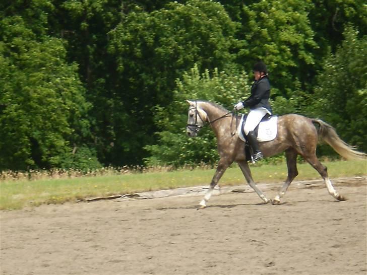 Trakehner Hero<3  - vilhelmsborg billede 5