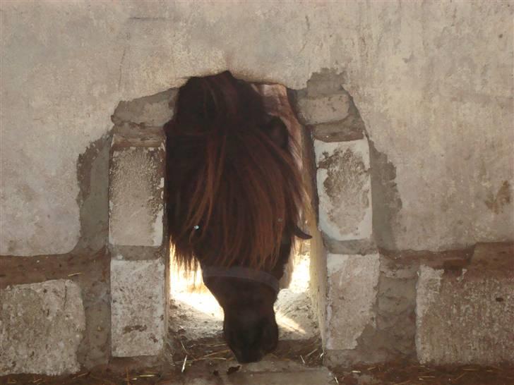 Miniature Frække Frida ;D  - Velkomen til Fridas profil. En lille profil til en lille hest xD billede 1