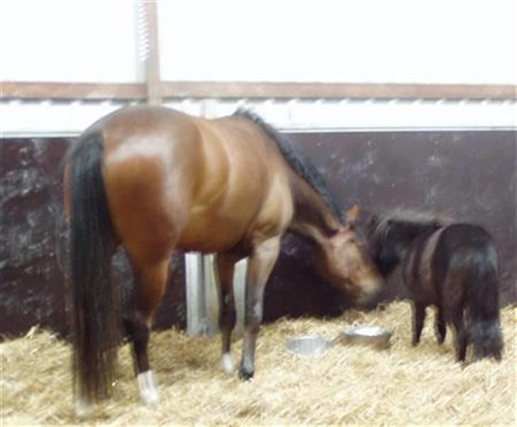 Miniature Frække Frida ;D  - i boks sammen med daisy første dag sammen billede 2