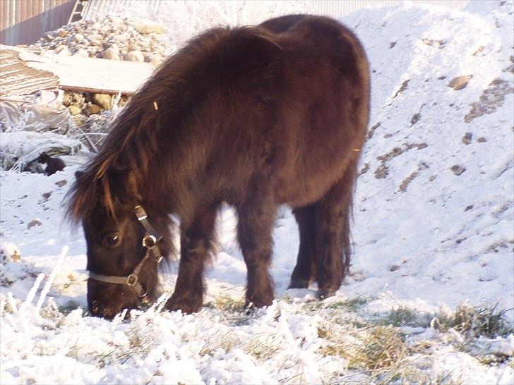 Miniature Frække Frida ;D  - jeg fandt noget gras :D billede 3
