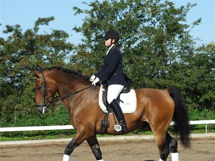 Anden særlig race Patrick  - Stævne den 30 August 08. Lc1 3 plads. billede 10