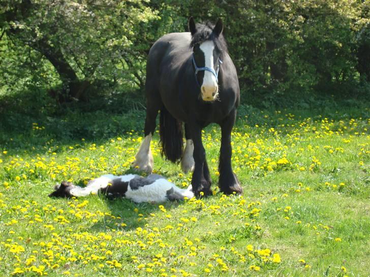 Irish Cob columbus ( solgt ) billede 8