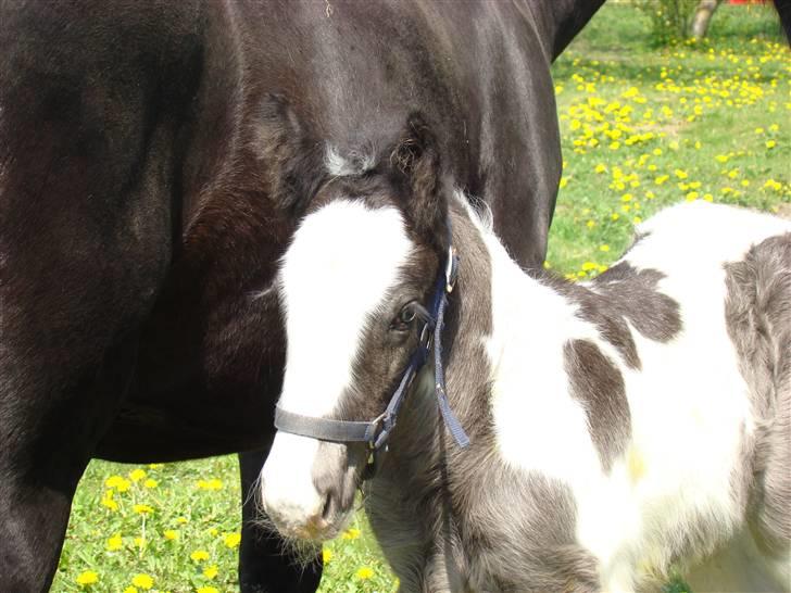 Irish Cob columbus ( solgt ) billede 9