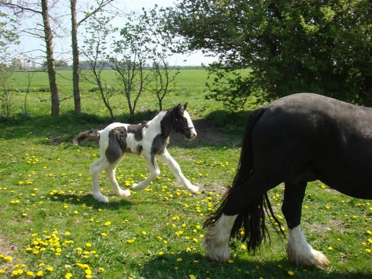 Irish Cob columbus ( solgt ) billede 10