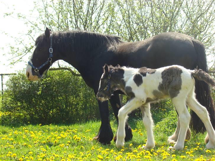 Irish Cob columbus ( solgt ) billede 11