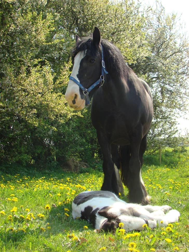 Irish Cob columbus ( solgt ) billede 12