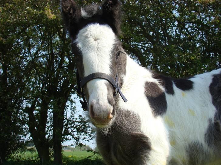 Irish Cob columbus ( solgt ) billede 13