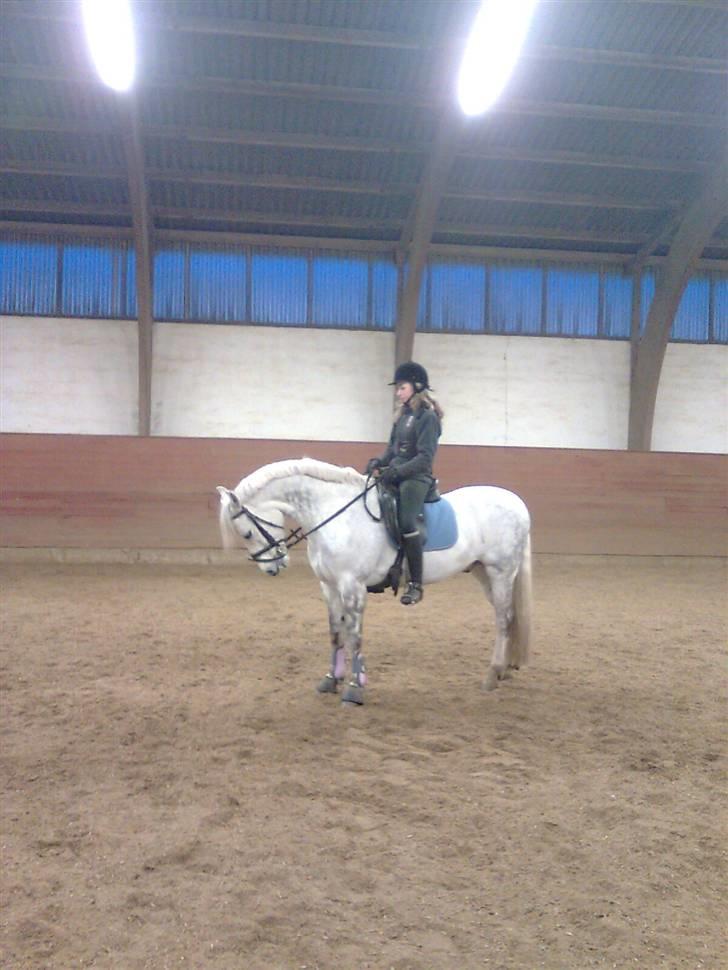 Connemara Golden Balou billede 7