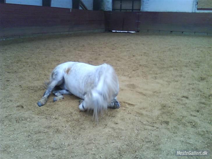 Connemara Golden Balou billede 8