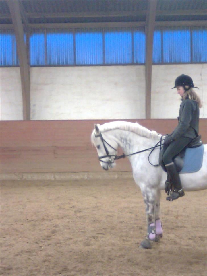 Connemara Golden Balou billede 9