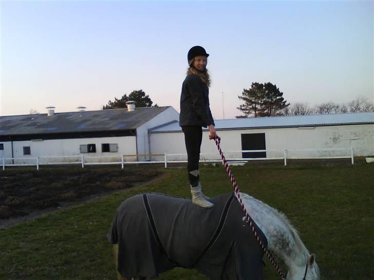 Connemara Golden Balou billede 10