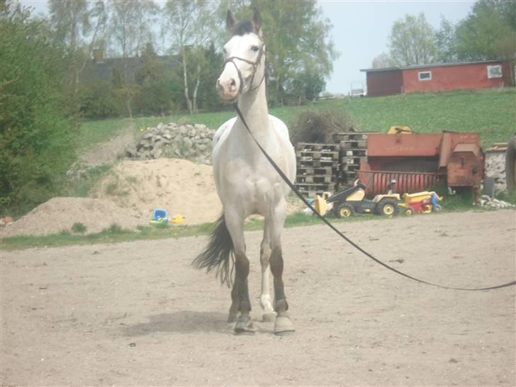 Anden særlig race Irish Spot billede 2