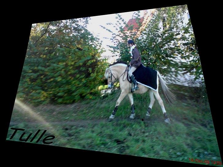 Fjordhest Tulle Tøsen - FANTASKTISKE HEST <3 billede 13