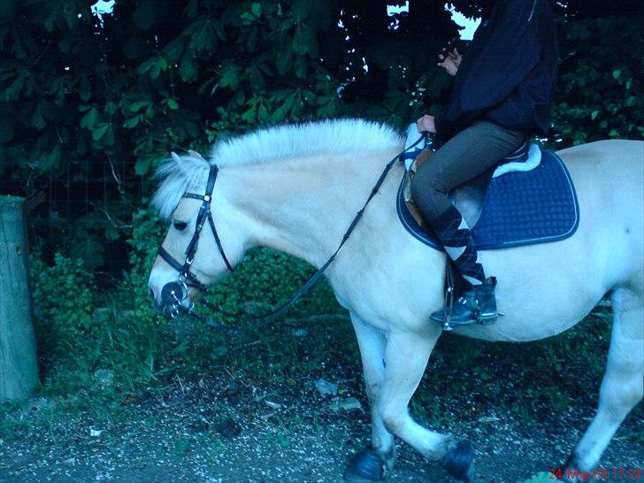 Fjordhest Tulle Tøsen billede 14