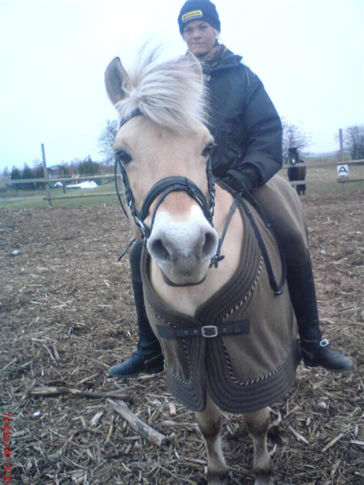Fjordhest Tulle Tøsen billede 16