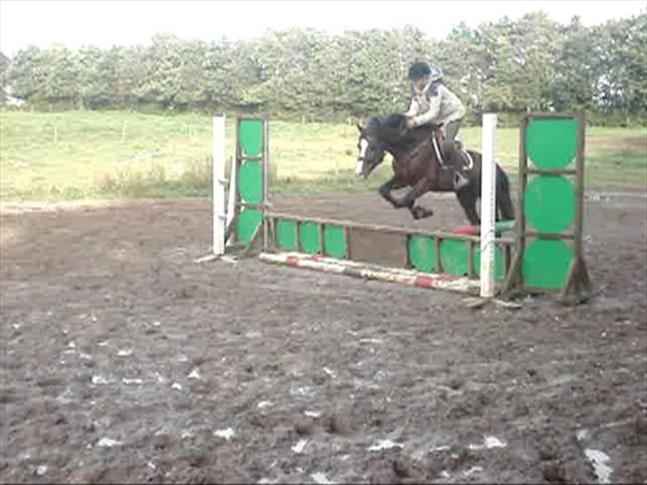 Welsh Pony af Cob-type (sec C) Fjordglimt Im Zidan,SOLGT billede 13