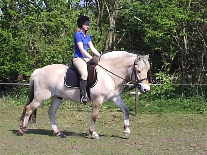 Fjordhest BastianLilleHøjgård SOLGT - Bastian siger velkommen til hans profil (: billede 1