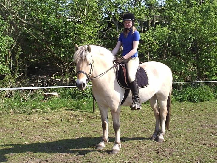 Fjordhest BastianLilleHøjgård SOLGT - Bastian i hans yndlings øvelse (: billede 2