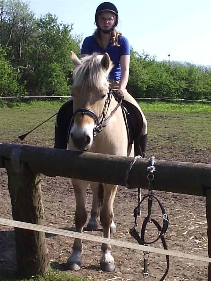 Fjordhest BastianLilleHøjgård SOLGT - Bastian og hans faste rytter Heidi billede 5