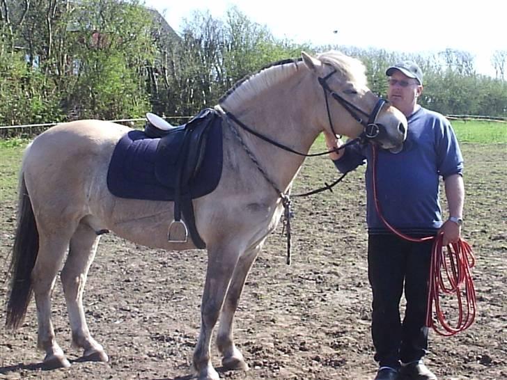 Fjordhest BastianLilleHøjgård SOLGT - Tilridning billede 6