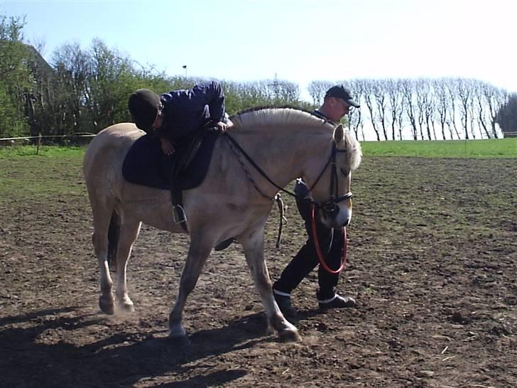 Fjordhest BastianLilleHøjgård SOLGT - Tilridning billede 7