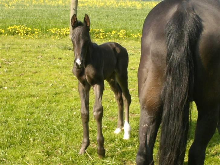 Anden særlig race Marquis billede 1
