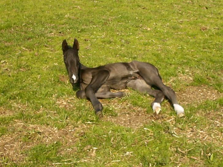 Anden særlig race Marquis billede 2