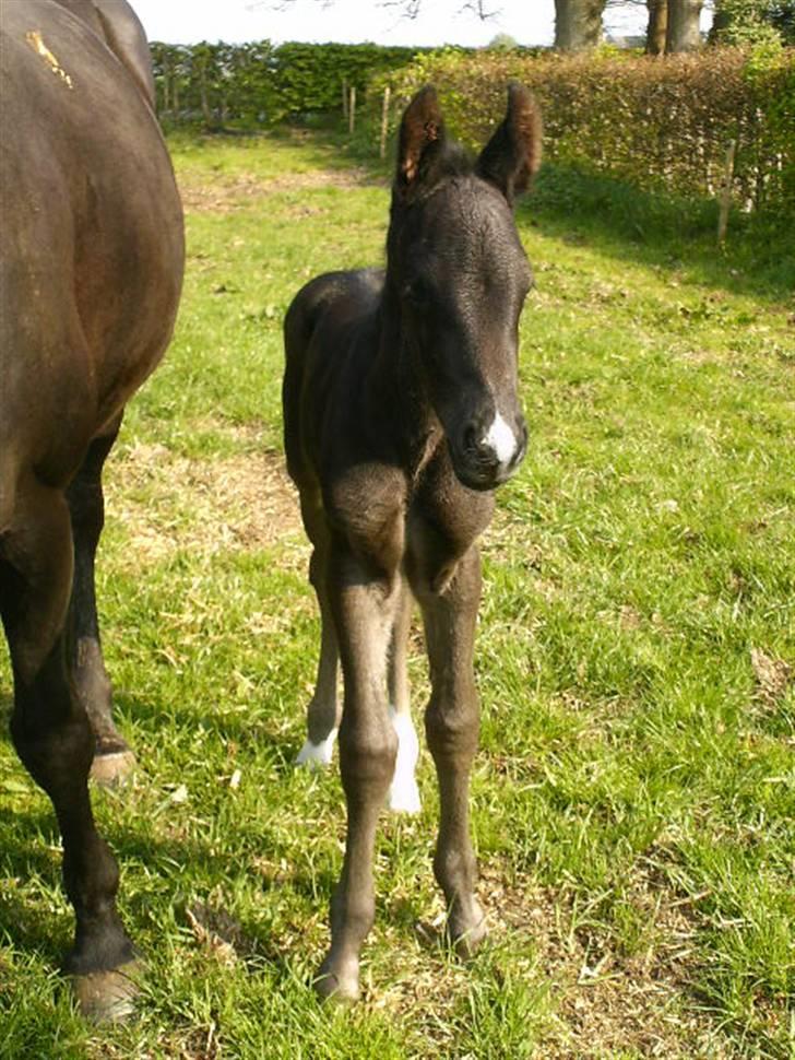 Anden særlig race Marquis billede 3