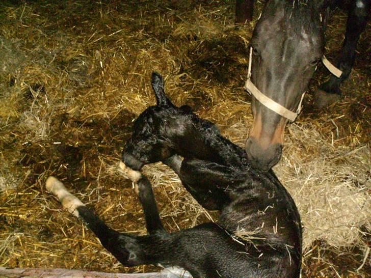 Anden særlig race Marquis billede 4