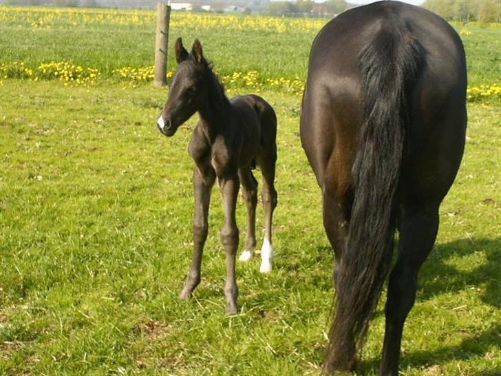 Anden særlig race Marquis billede 5