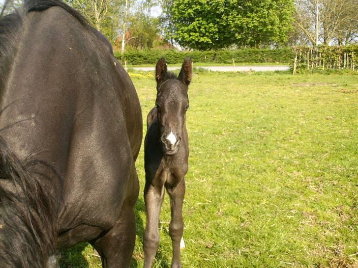 Anden særlig race Marquis billede 6