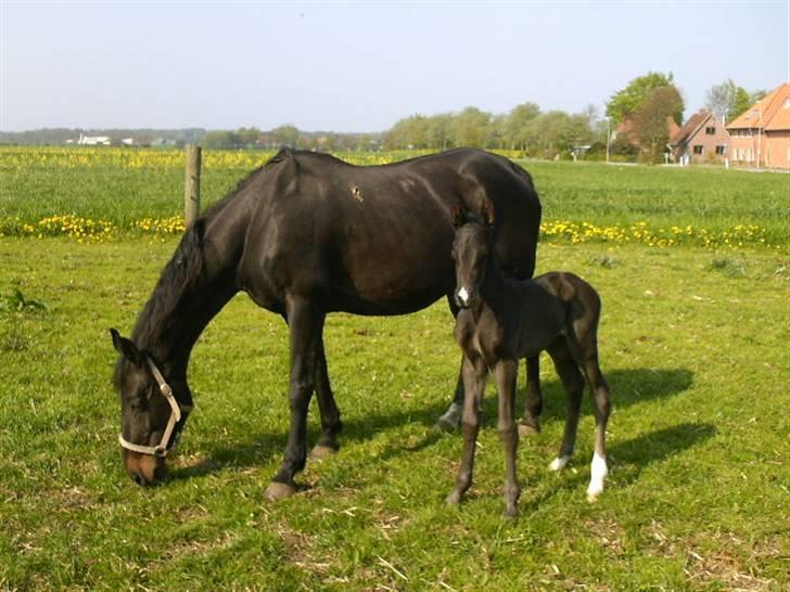 Anden særlig race Marquis billede 7