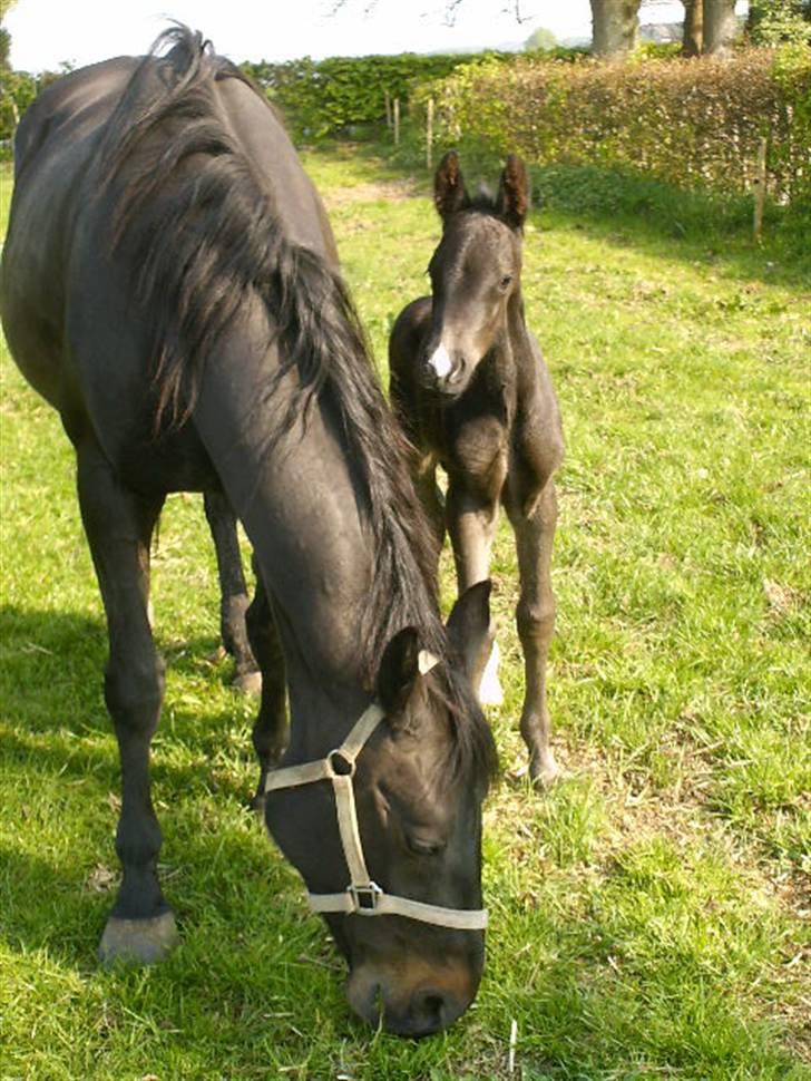 Anden særlig race Marquis billede 8