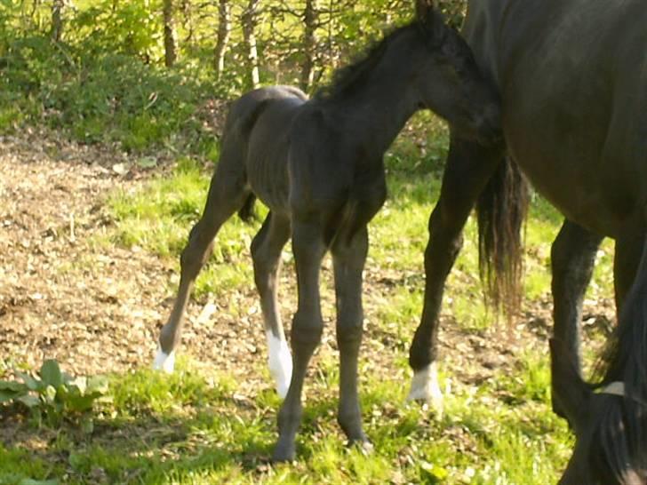 Anden særlig race Marquis billede 9