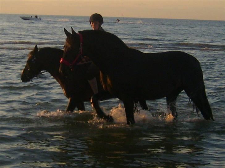 Oldenborg Flying Betty ROL 9674 - betty 2 år gammel hygger sig vældigt i vandet  :-) billede 12