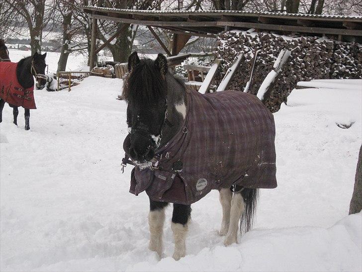 Anden særlig race Camelot B-pony. R.I.P - Han er genial nem at tage billeder af, for han har altid ørene fremme på de rigtige tidspunkter! :D billede 11