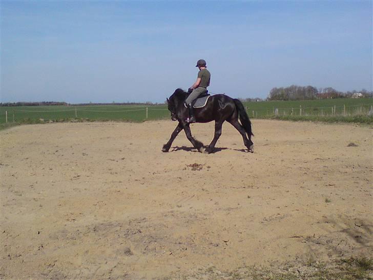 Frieser Vivaro -Byttet ***Tidl. hest*** billede 11