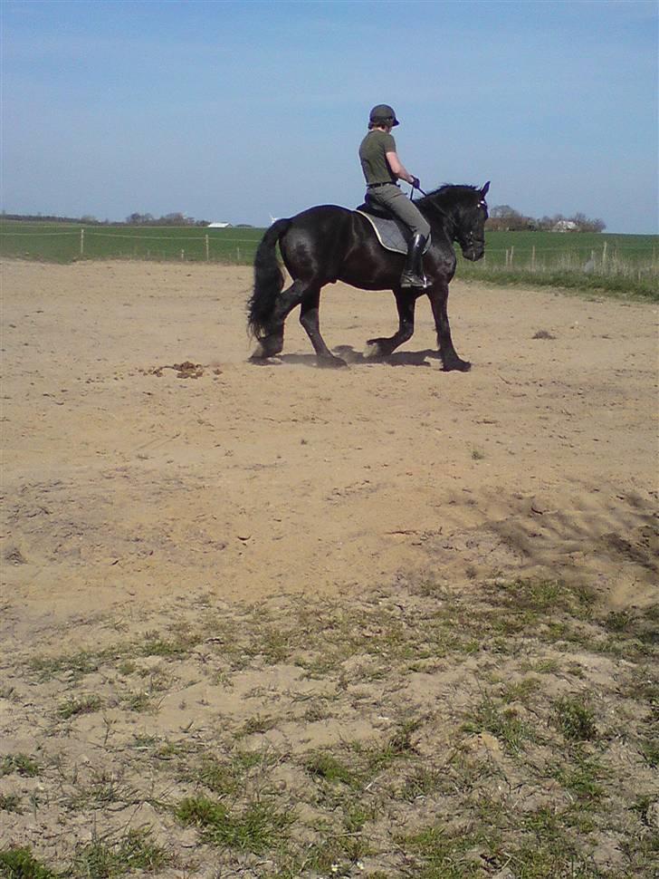 Frieser Vivaro -Byttet ***Tidl. hest*** billede 12