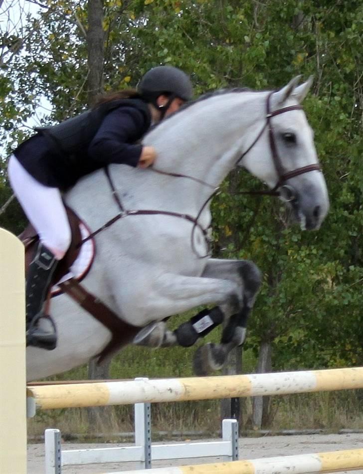 Holstener Contino - R.I.P <3 billede 4