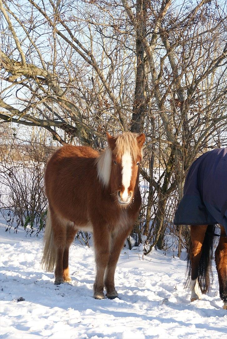 Islænder Fengur fra Østergaard - efterår 2010 billede 1