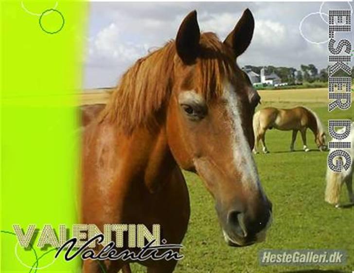 Anden særlig race Valentin - Valmulen !!<3 billede 17