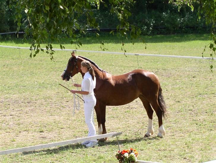 Welsh Cob (sec D) Tyrrestrups Cayenne - Jysk sommershow 09 billede 13