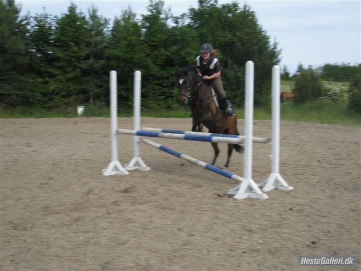 Connemara Bobby af Boest Nørregaard billede 7