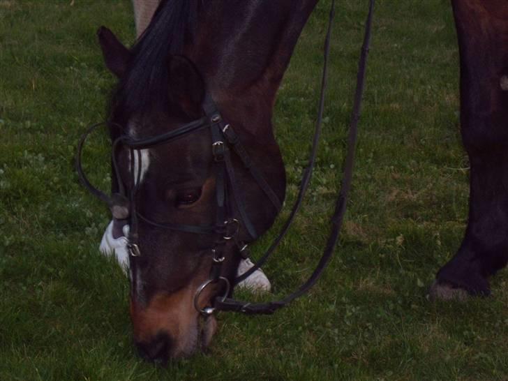 Connemara Bobby af Boest Nørregaard - Haven, efter jeg kom hjem fra berlin(: billede 8